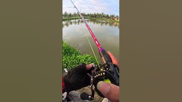 Cách câu cá lóc dịch vụ bằng mồi mềm Nff #fishing #caucathugian #shimano #lurefishing ae tham khảo