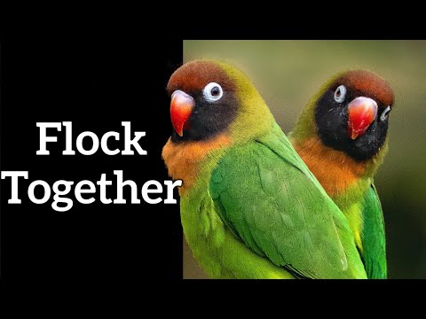 Do Birds of a Feather Flock Together? - Mixed Species Bird Flocks