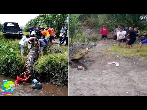 Buaya Besar TER-KAM Wanita di Banten, Warga Sempat Tarik Menarik Dengan Buaya dan K0RB4N!! DRAMATIS,