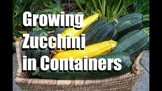 Growing Zucchini in Containers, Blossom End Rot, Powdery Mildew // Large Veggies in Containers #3