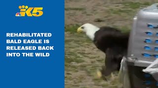 Rehabilitated bald eagle released back into the wild