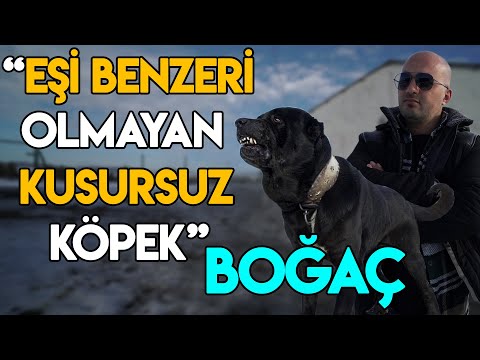 Sahibine Milyonluk Tesis Yaptıran Efsane Köpek: BOĞAÇ - Hisar Çiftliği / Serkan Karaahmetoğlu