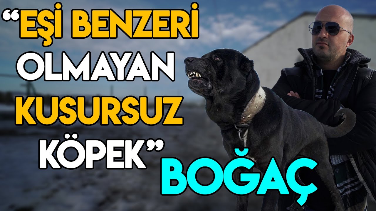 Sahibine Milyonluk Tesis Yaptıran Efsane Köpek: BOĞAÇ - Hisar Çiftliği / Serkan Karaahmetoğlu