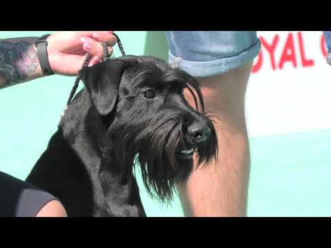 Schnauzer dog show. Шнауцеры и цвергшнауцеры. #собоководы. Выставка собак. КСУ. Рідна природа. Одеса