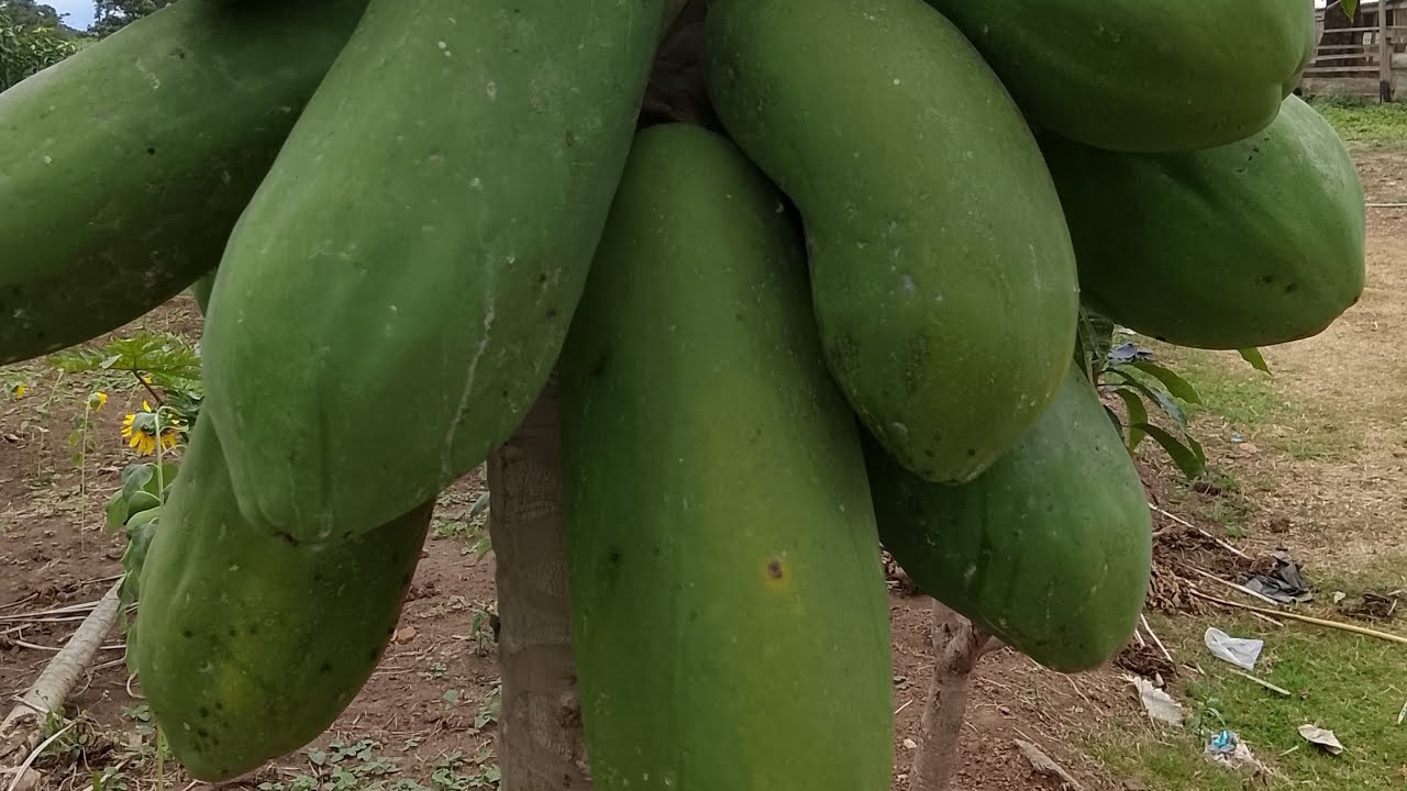 3 minutes sur le site du 24-08-2025 || Les maladies de la Papaye Part 1 