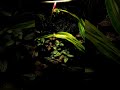 A Poison Dart Frog Vivarium. It's Going To Bloom Anytime Now. 3X Azureus Froglet Coming Soon.