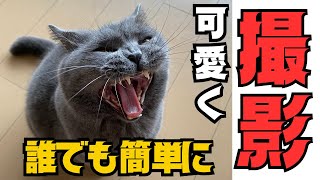 誰でも簡単！猫を最高に可愛く撮れるカメラを見つけちゃいました〜！【ブリショー・スコティッシュ】 by 今日も  ねこ曜日 276 views 1 month ago 9 minutes, 36 seconds