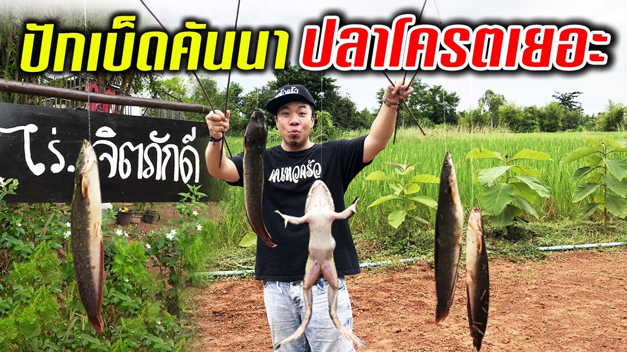 ปักเบ็ดล่าปลาช่อน! กลางทุ่งนา ปลาโคตรเยอะ!!!