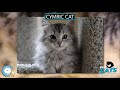 Cymric cat 🐱🦁🐯 EVERYTHING CATS 🐯🦁🐱 の動画、YouTube動画。