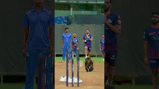 Monkey🐒 running in the pitch #cricket #ipl