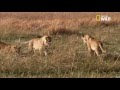 Ratel vs lions