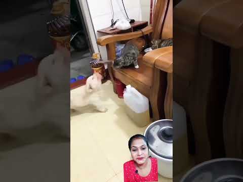 cute cat dog fight 😍😳#shortvideo #shortfeed #exotic #dog #lucky