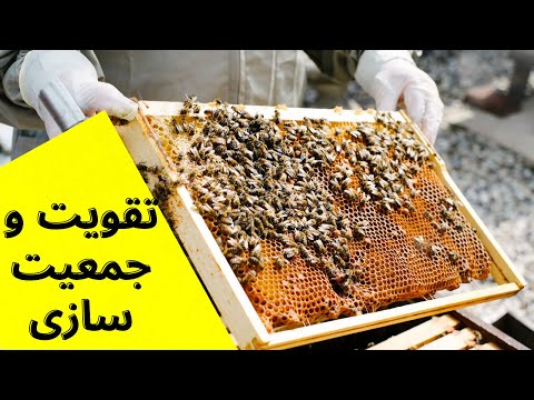 آموزش زنبورداری تغذیه تحریکی و جمعیت سازی