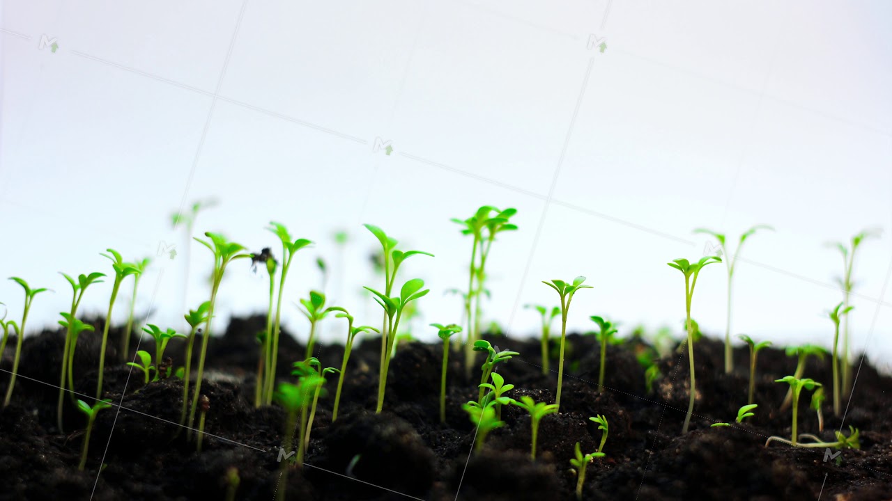 Growing plants in spring timelapse, sprouts germination newborn cress