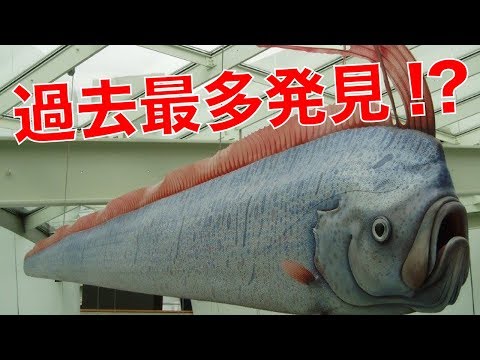 謎の深海魚「リュウグウノツカイ」魚津水族館で展示開始、今年度は過去最多発見
