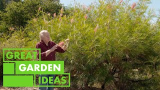 Grevillias 101  | GARDEN | Great Home Ideas