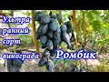 Ромбик - ультра ранний сорт винограда 2021