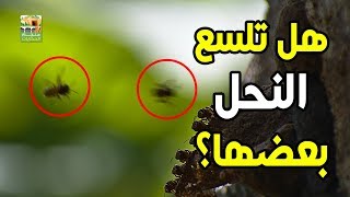 هل يمكن لنحلة أن تسلع نحلة أخرى؟ وما الذي سيحدث لها؟ الإجابة ستذهلك