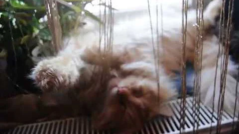 Video 10724171: maine coon cat sleeping, male maine coon