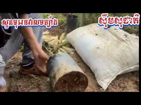 ចង់ចំណេញដាំតាមវិធីនេះបានផលពិតៗ វគ្គ០៣