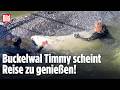 Wal-Rettung: Timmy-Transport nähert sich Nordsee – Kuschelstunde beim Buckelwal