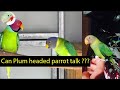 Can Plum headed parrot talk ? | Kya plum headed bolty hn in urdu/Hindi.