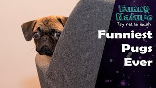 Funny pug dog videos 2016 - try not to laugh - FunnyNature by Funny Nature 100 views 6 years ago 4 minutes, 34 seconds