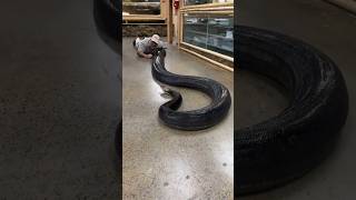 Biggest Snake In The World | The Largest Snake In The World | anaconda giantsnake ytshort