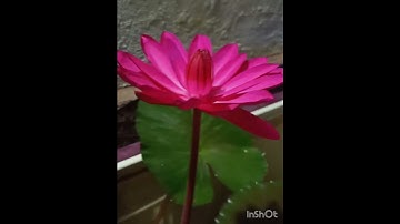 Thumbnail of ENGLISH ROSE NIGHT BLOOMER WATER LILY WHATSAPP 9400747655 ALL INDIA DELIVERY