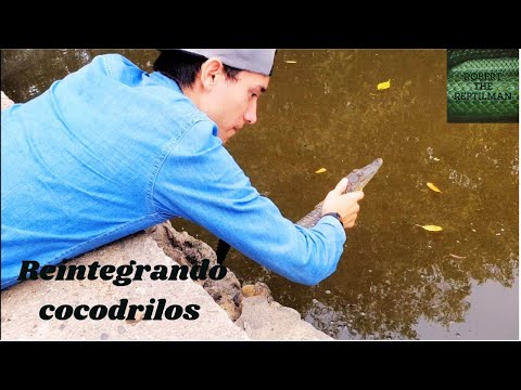 Rescatando cocodrilos | Reintegración de cocodrilos moreletii | Morelets Crocodrile Rescue