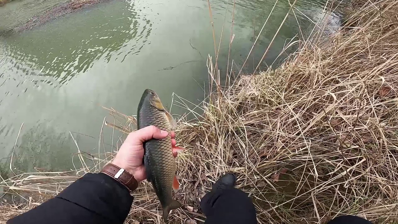 Pescuit la clean - Clean mare de Criș (martie 2021)