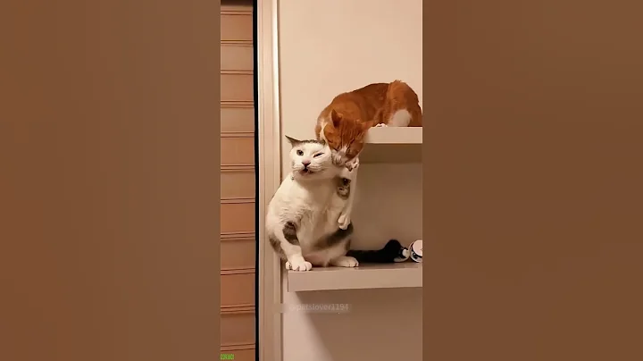 Video 10657871: meowing cat sound funny, cute cat