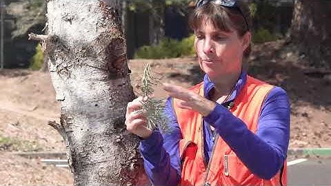 Abies concolor, Pinaceae (white fir)