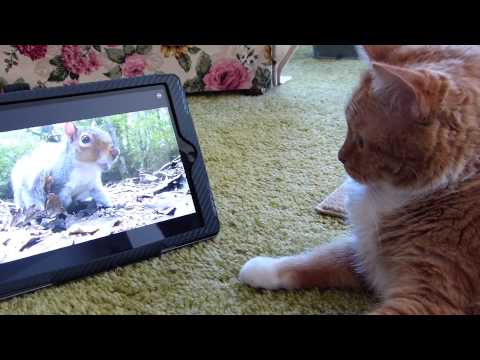 PAUL DINNING Dedication Video🐱🐾🇨🇦