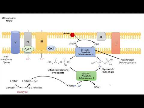 Glycerol-Phosphate Shuttle | NADH, Electron Transport Chain and ATP Yield