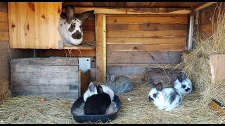 ОТСАЖИВАЕМ КРОЛЬЧАТ ОТ КРОЛЬЧИХ🐰РАССАЖИВАЕМ САМЦЫ И САМОЧКИ🐰