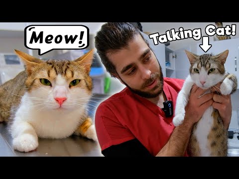 BU KEDİ KONUŞUYOR! 🤣 ( Sizce Ne Anlatıyor? ) #TheVet