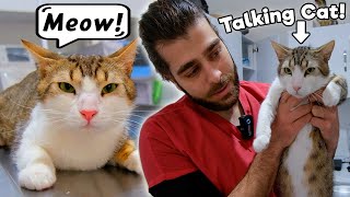 Cat Talking Nonstop!  #TheVet