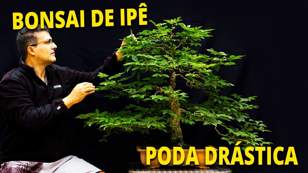 BONSAI DE IP   Poda Drstica e outras Dvidas