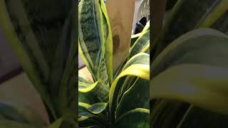 Stake your Snake Plant with this craft supply item from the dollar tree. #snakeplant #sensevieria
