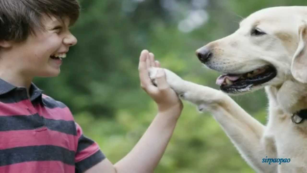 Talk to the animals