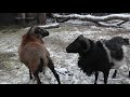 Турнирный бой баранов. Battle of the rams