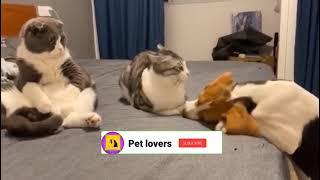 Funny animals / Funny dog by Pet lovers 3 views 3 years ago 28 seconds