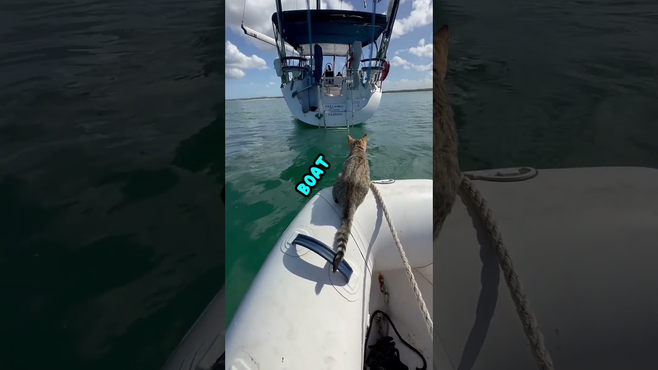KiTTy CaT SeA ShaNtY 🛥️🐈