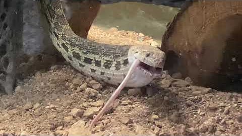 SWALLOW!!! Bandit the Gopher Snake Eats a Mouse💚