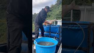 Download Lagu We zijn hier KOI aan het oogsten 🎌 VEEL KOI #koi #vis #koifish #japan #japansekoi #koipond MP3