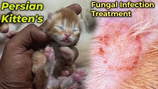 Persian kitten fungus | Persian cat fungal infection treatment | Persian cat fungal problem by IG Pets belgaum 999 views 2 months ago 6 minutes, 57 seconds