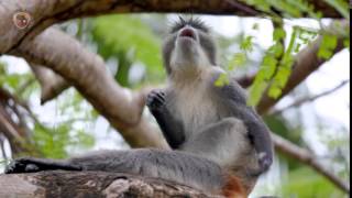 Monkey scratching it's butt