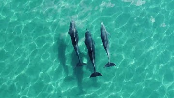 Dolphins Trio in Crystal Clear Water (DJI Mini 2)