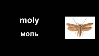 Венгерский язык - насекомые